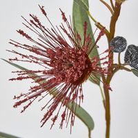 Red Flowering Gum