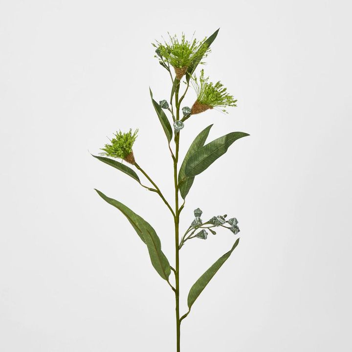 Green Flowering Gum