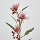 Pink Flowering Gum