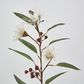 White Flowering Gum