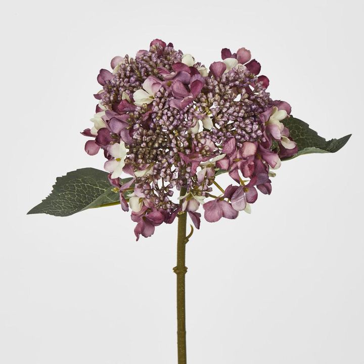 Short Stem Purple lace cap Hydrangea