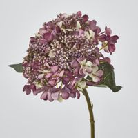 Short Stem Purple lace cap Hydrangea
