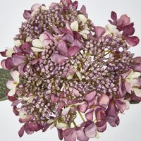 Short Stem Purple Hydrangea