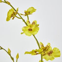 Yellow Dancing Orchid