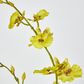 Yellow Dancing Orchid