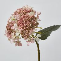 Light Dusty Pink lace cap Short Stem Hydrangea