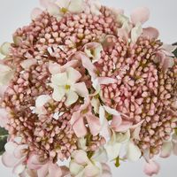 Light Dusty Pink Short Stem Hydrangea