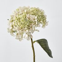 White Short lace cap Stem Hydrangea