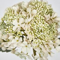 White Short lace cap Stem Hydrangea