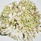 White Short Stem Hydrangea