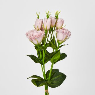 Light Pink Lisianthus bundle by 5 Flower and Bud