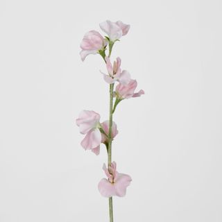 Light Pink Sweetpea