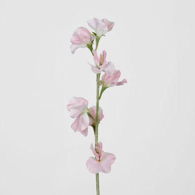 Light Pink Sweetpea