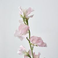 Light Pink Sweetpea