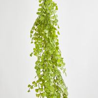 Button Hanging Fern