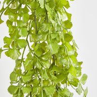Button Hanging Fern