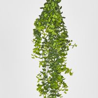 Hanging Buxus Greenery