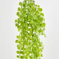 Hanging Buxus Greenery