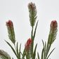 BottleBrush