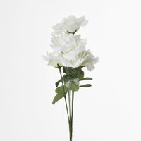 Rose Bush Sold in Box Qty Only
