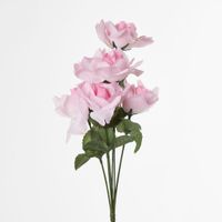 Rose Bush Sold in Box Qty Only