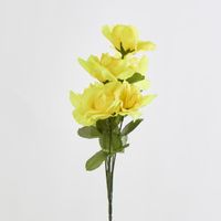 Rose Bush Sold in Box Qty Only