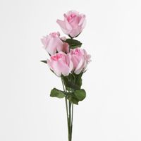 Rosebud Bush Sold in Box Qty Only