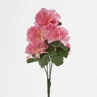 Carnation Bush C Asstd Box of 60