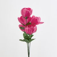 Peony Bush Asstd B Box of 60