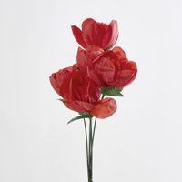 Peony Bush Asstd B Box of 60