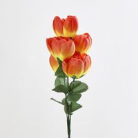 Peony Bush Asstd B Box of 60