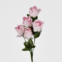 Rosebud Bush Sold in Box Qty Only