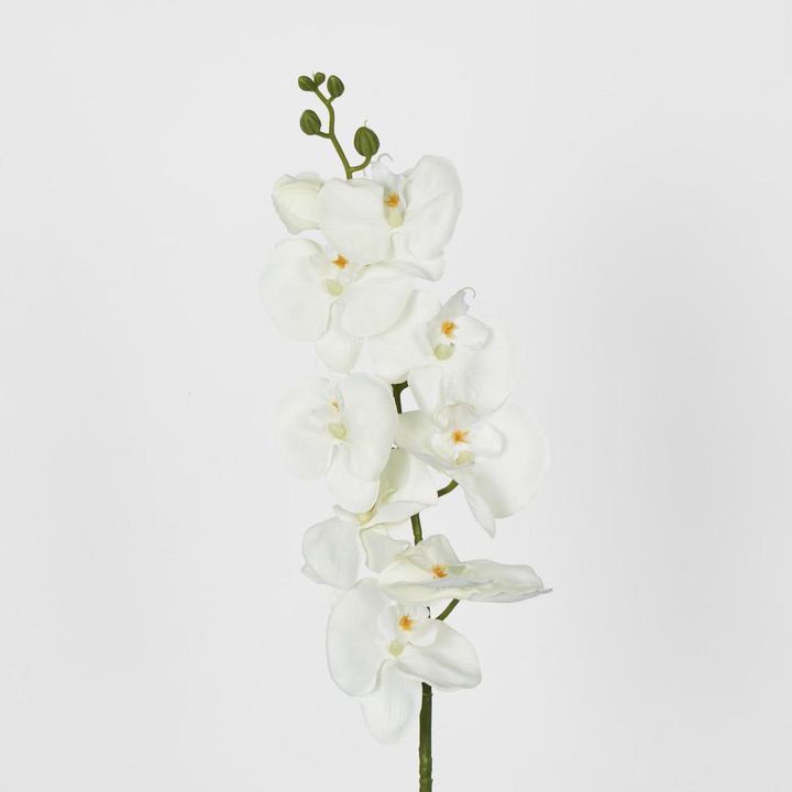 Moth Phalaenopsis Orchid spray