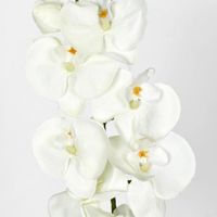 Moth Phalaenopsis Orchid spray