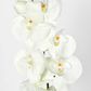 Moth Orchid