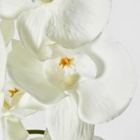 Moth Phalaenopsis Orchid spray