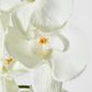 Moth Orchid