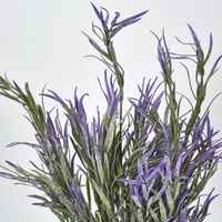 Podocarpus grass Bush