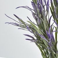 Podocarpus grass Bush