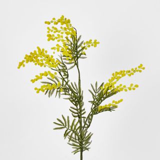 Austalian Wattle