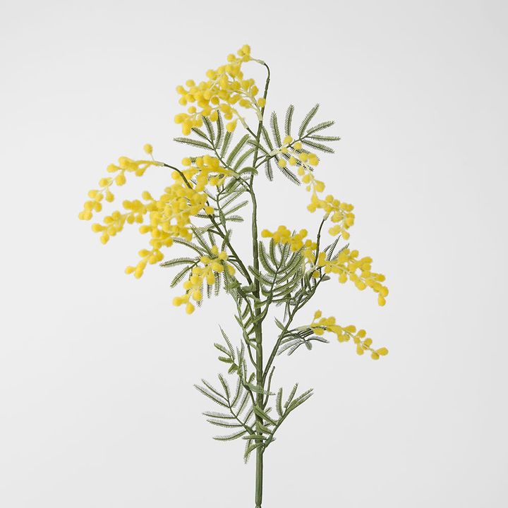 Austalian Wattle