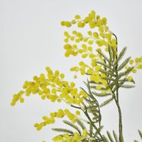 Austalian Wattle 85cm