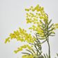 Austalian Wattle