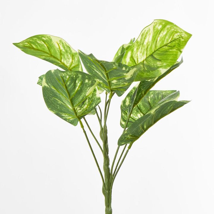 Pothos Leaf Bush Variegated
