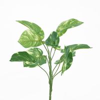 Pothos Leaf Bush Variegated