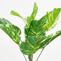 Pothos Leaf Bush Variegated