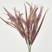 Pampas grass Bush