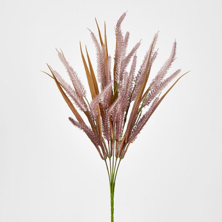 Pampas grass Bush