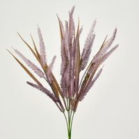 Pampas grass Bush