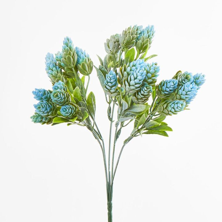 Hop Bush Blue